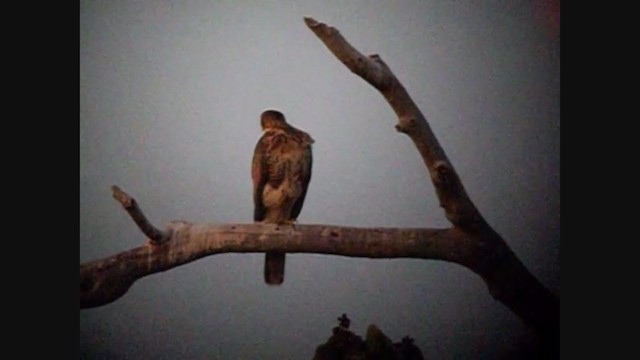 Harris's Hawk - ML363378211