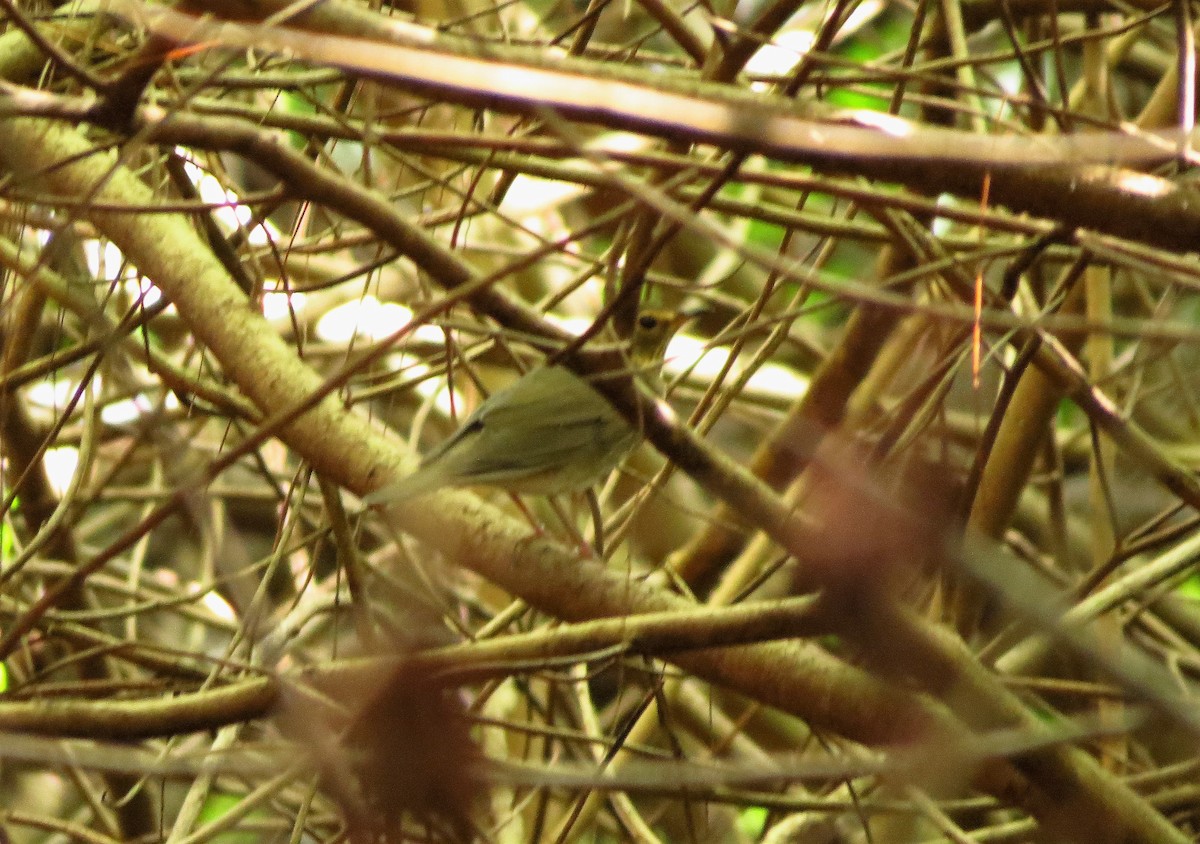 Swainson's Thrush - ML36337831