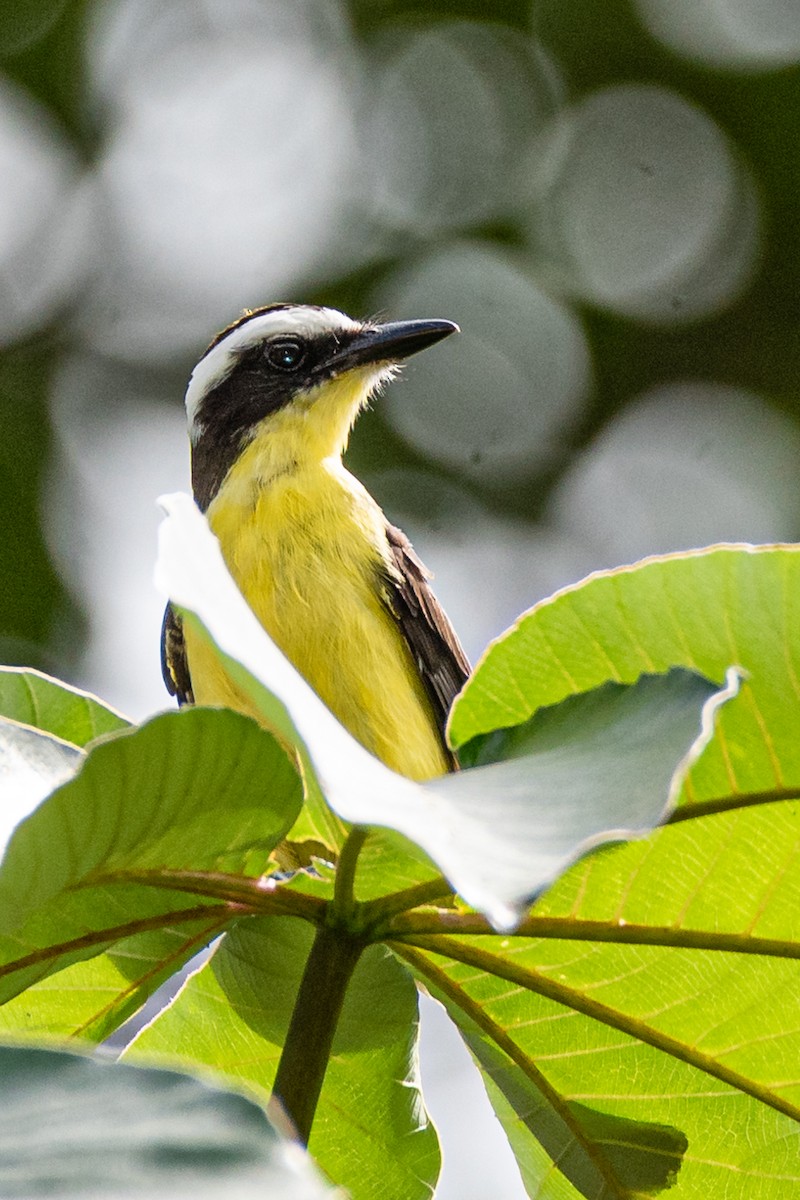 Yellow-throated Flycatcher - ML363378951