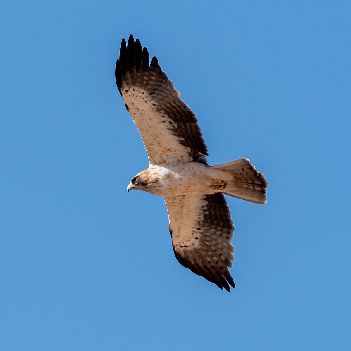 Booted Eagle - ML363379301