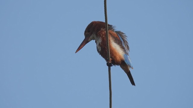 White-throated Kingfisher - ML363379501