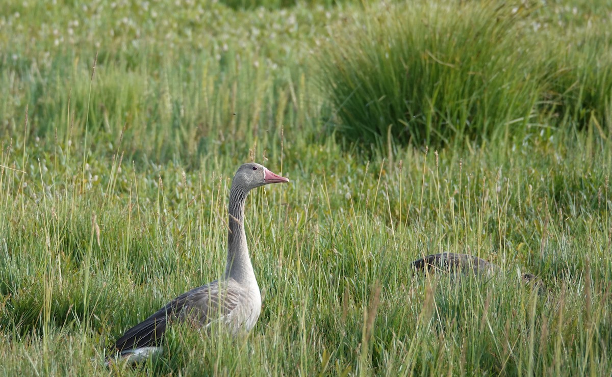 Graylag Goose - Jun Shuai