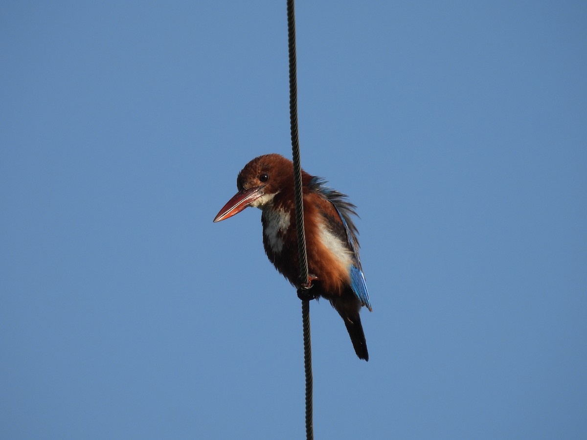 White-throated Kingfisher - ML363379871