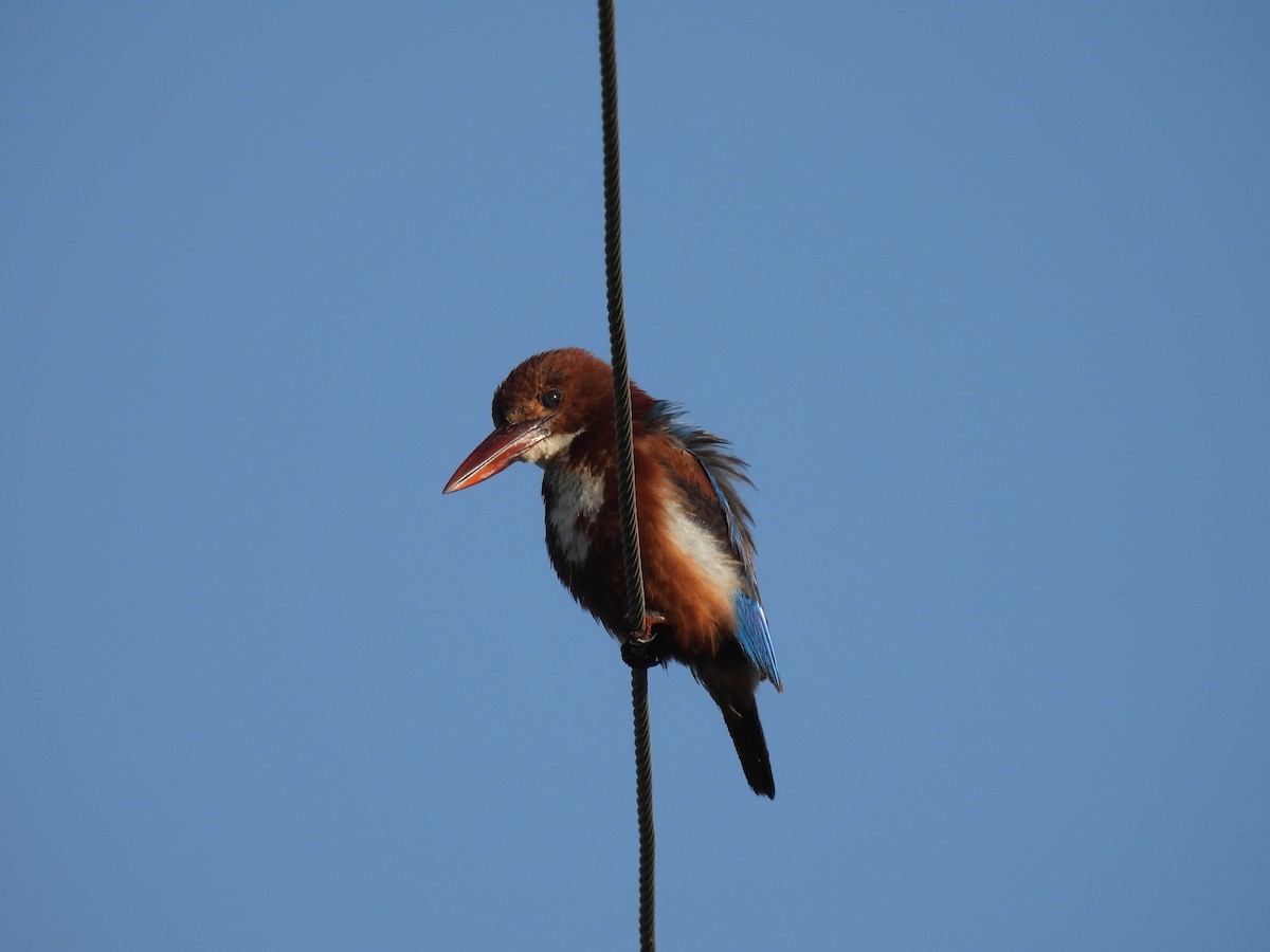 White-throated Kingfisher - ML363379881