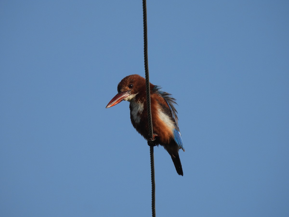 White-throated Kingfisher - ML363379891