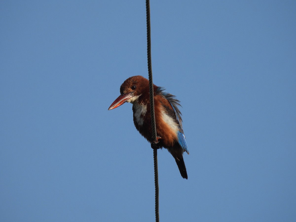 White-throated Kingfisher - ML363379901