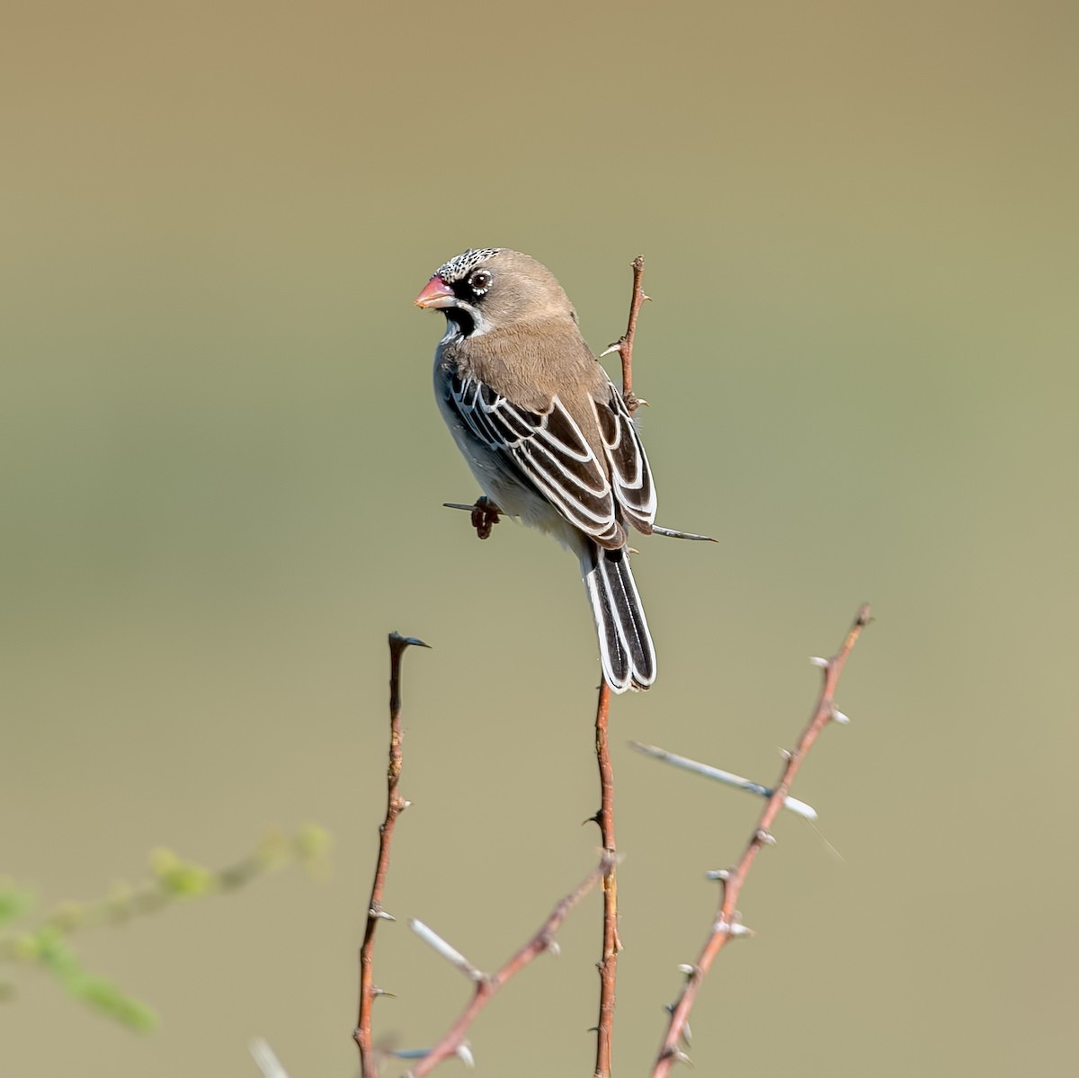 Scaly Weaver - ML363380241