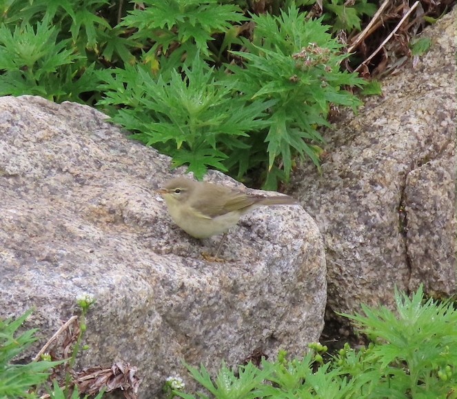 Willow Warbler - ML363380901