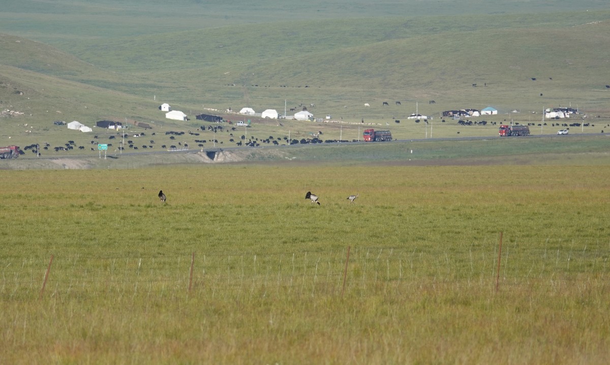 Black-necked Crane - ML363380921