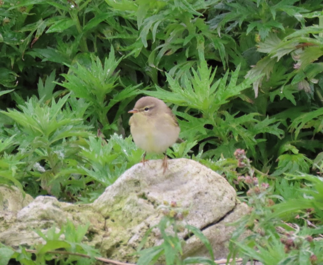 Willow Warbler - ML363380961