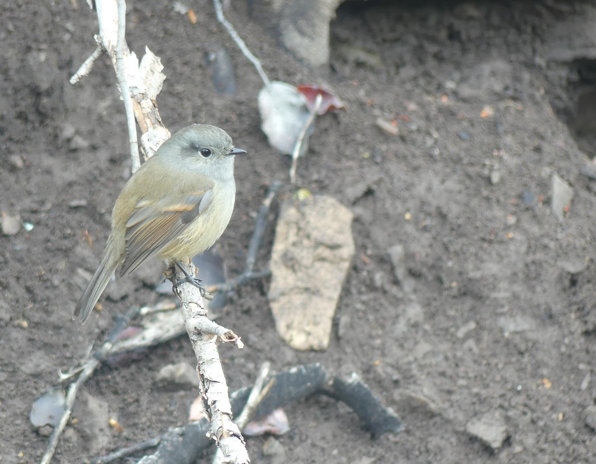 Patagonian Tyrant - ML363381491