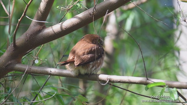 Ferruginous Pygmy-Owl - ML363381881