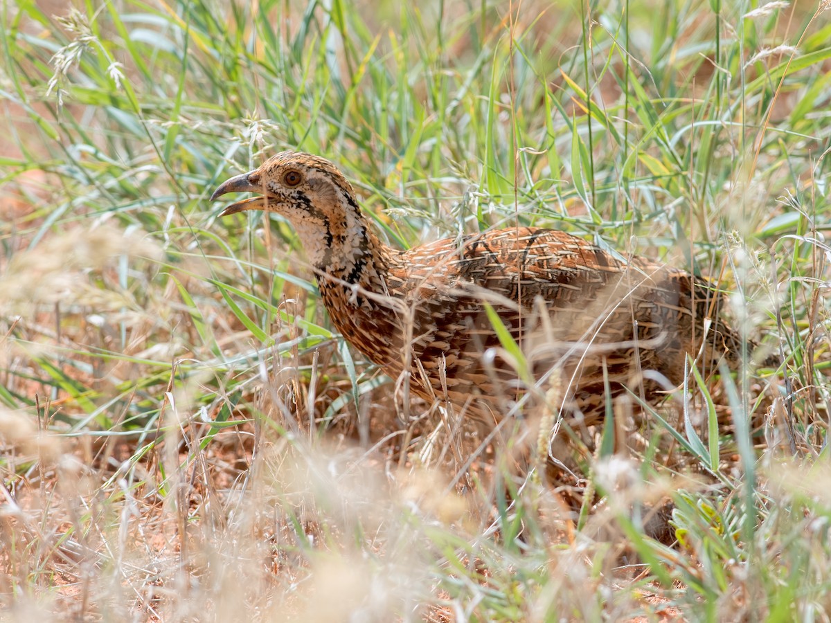 Orange River Francolin - ML363381961