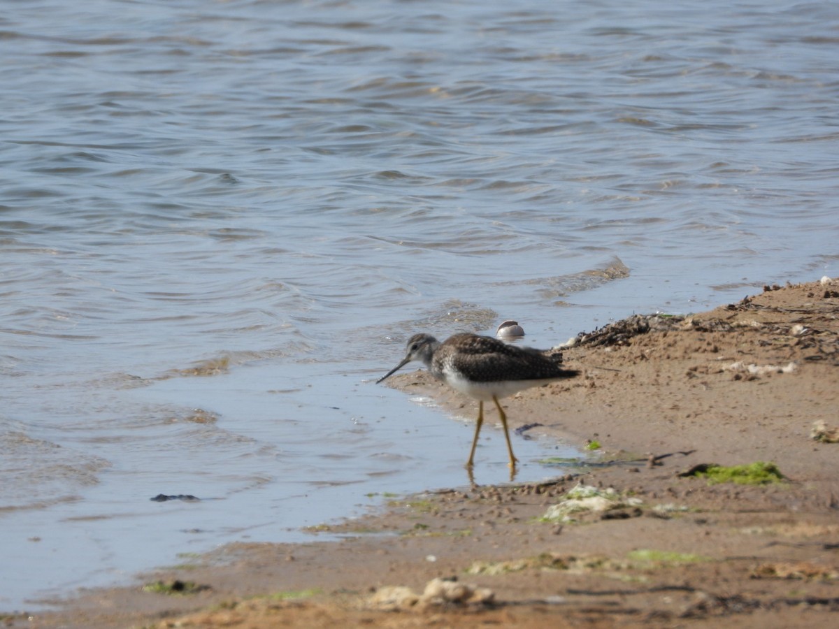 Greater Yellowlegs - ML363382861