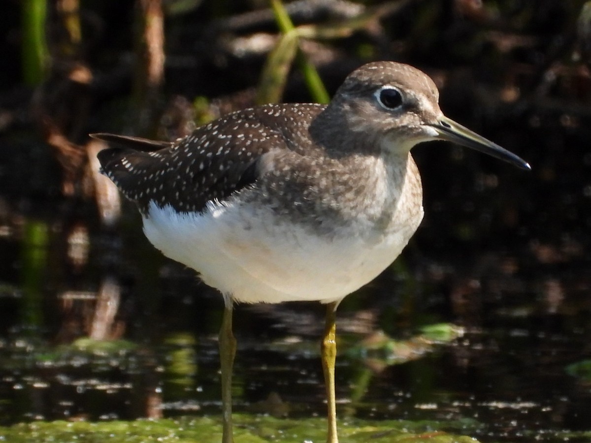 Solitary Sandpiper - ML363385311