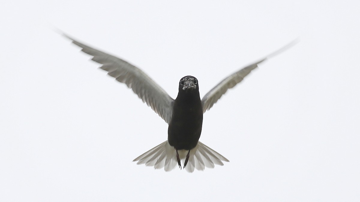 Black Tern (American) - ML36338571