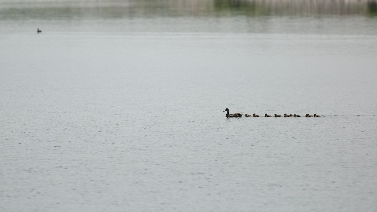 Gadwall - ML36338611