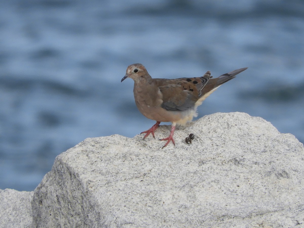 Mourning Dove - ML363387601