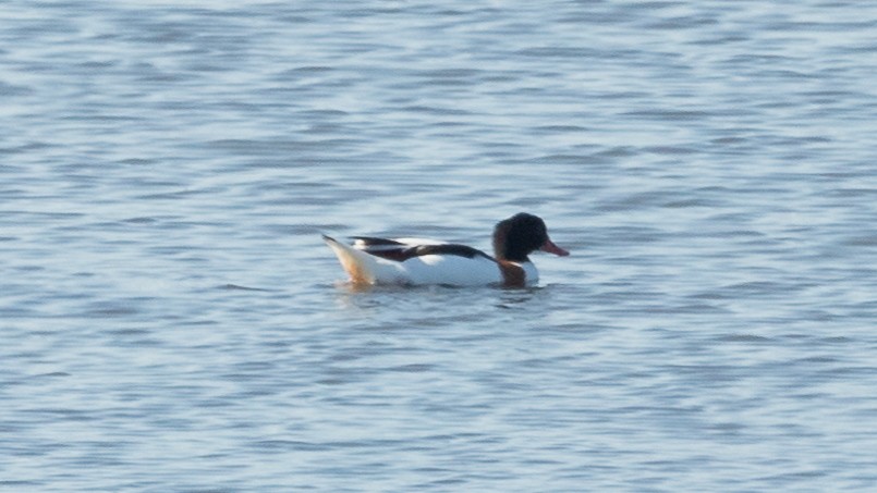 Common Shelduck - Ricardo Mitidieri