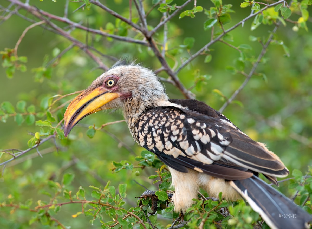 Southern Yellow-billed Hornbill - ML363388851