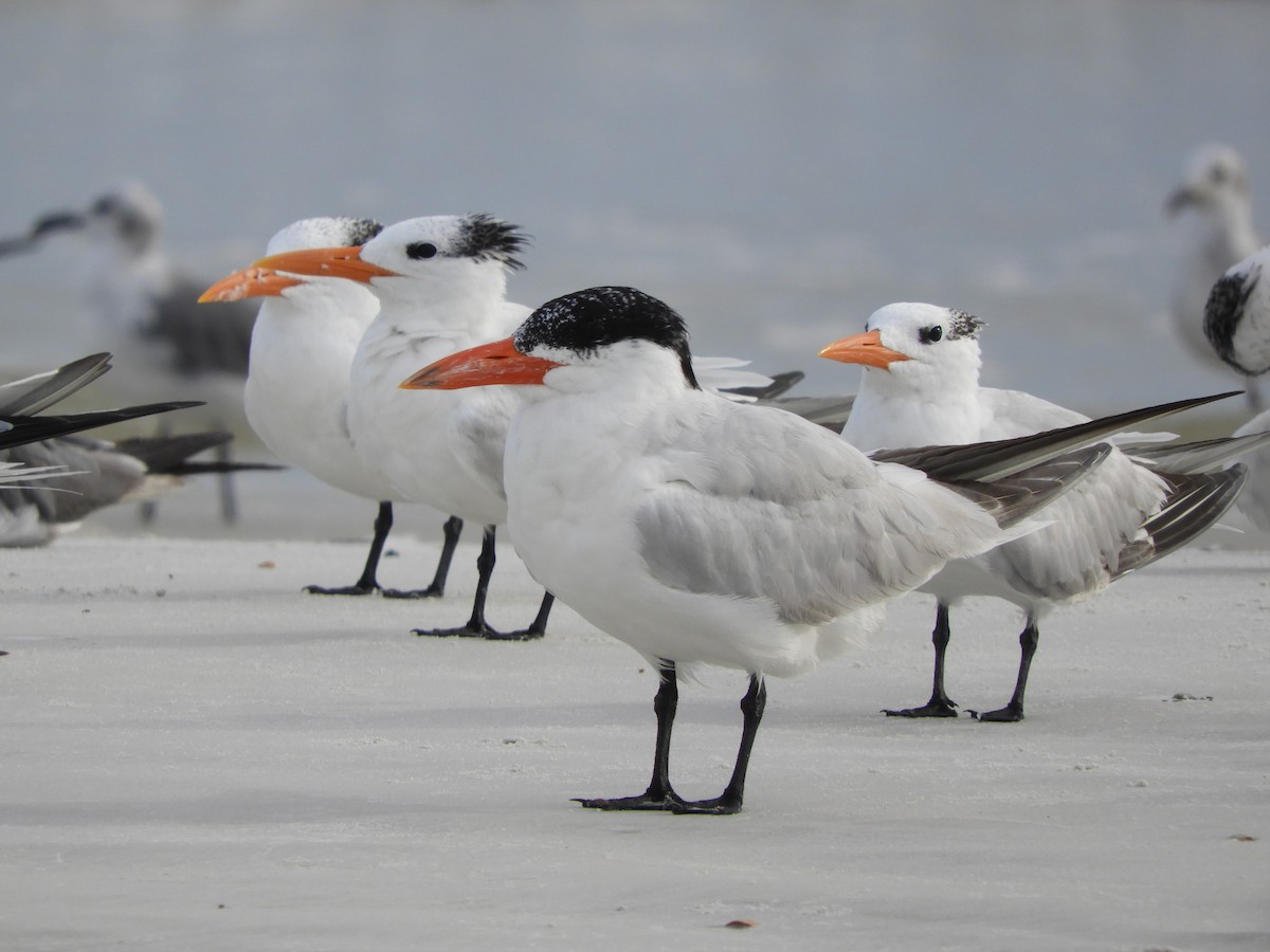 Caspian Tern - ML363388891