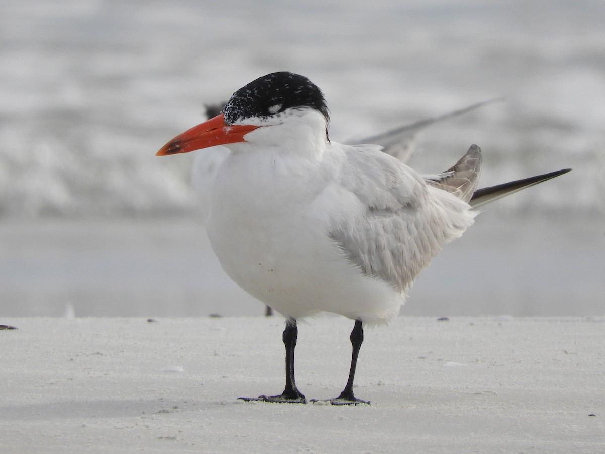 Caspian Tern - ML363388931