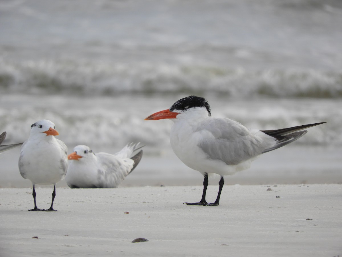 Caspian Tern - ML363389051