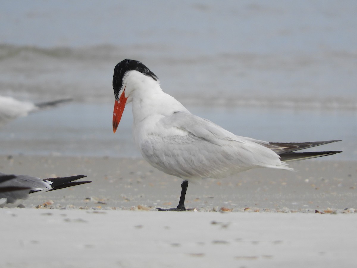 Caspian Tern - ML363389061