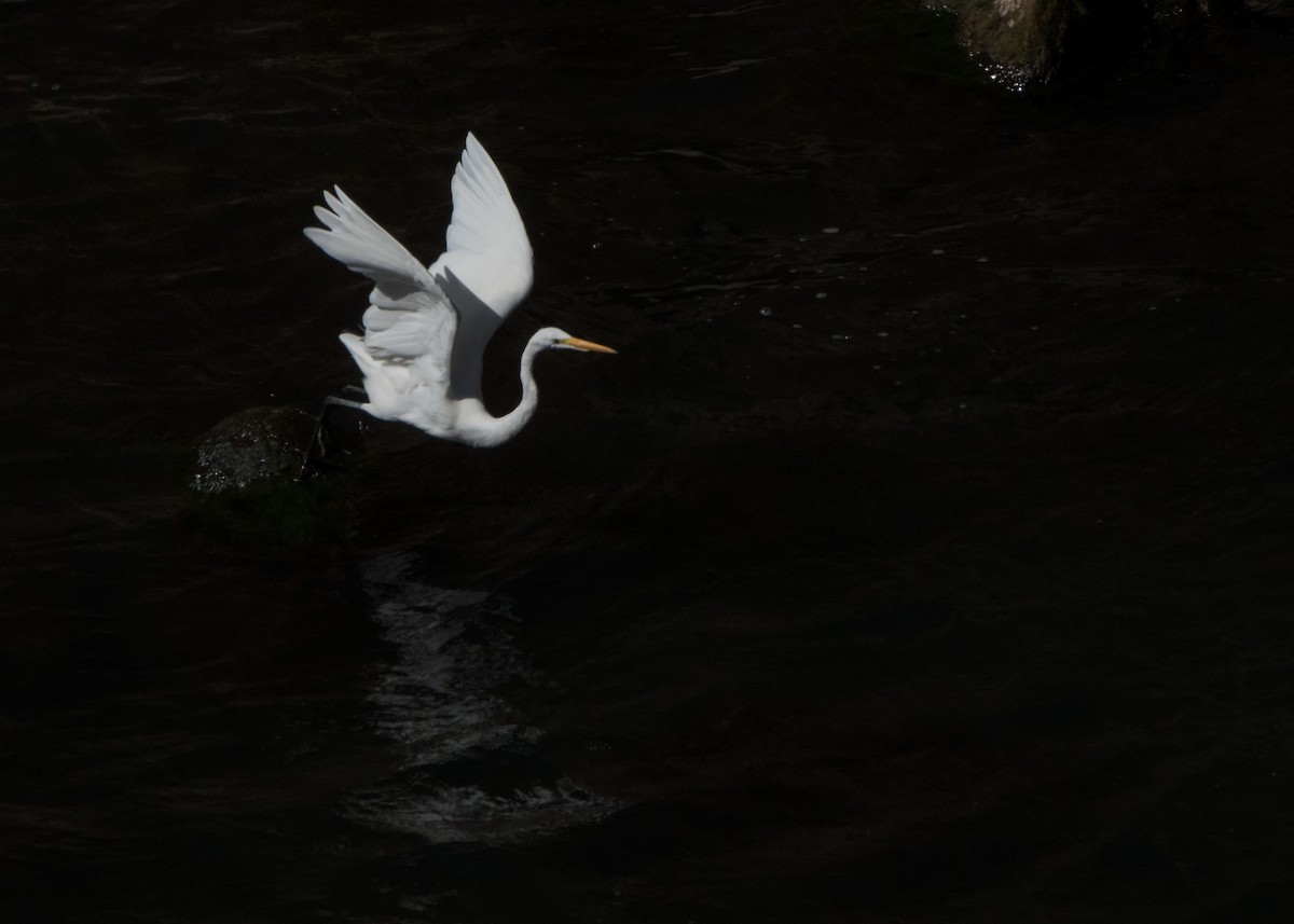 Great Egret - ML363389981