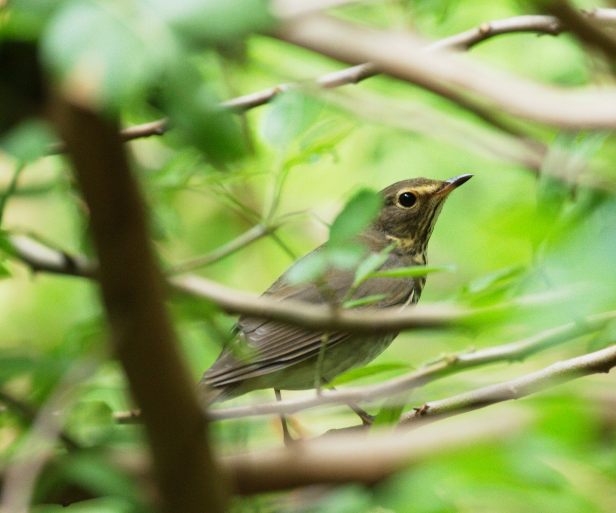 Swainson's Thrush - ML36339031