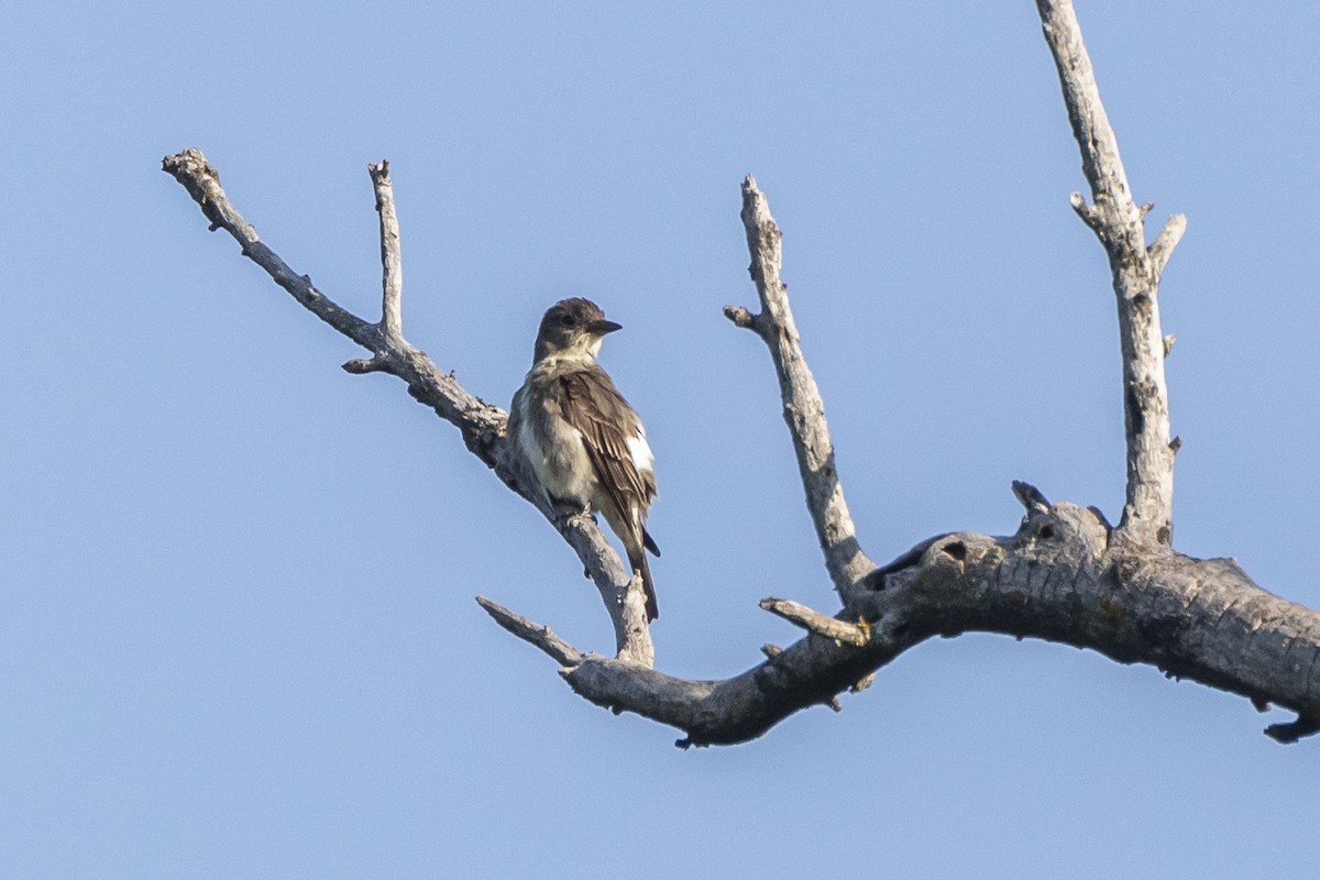 Olive-sided Flycatcher - ML363391241