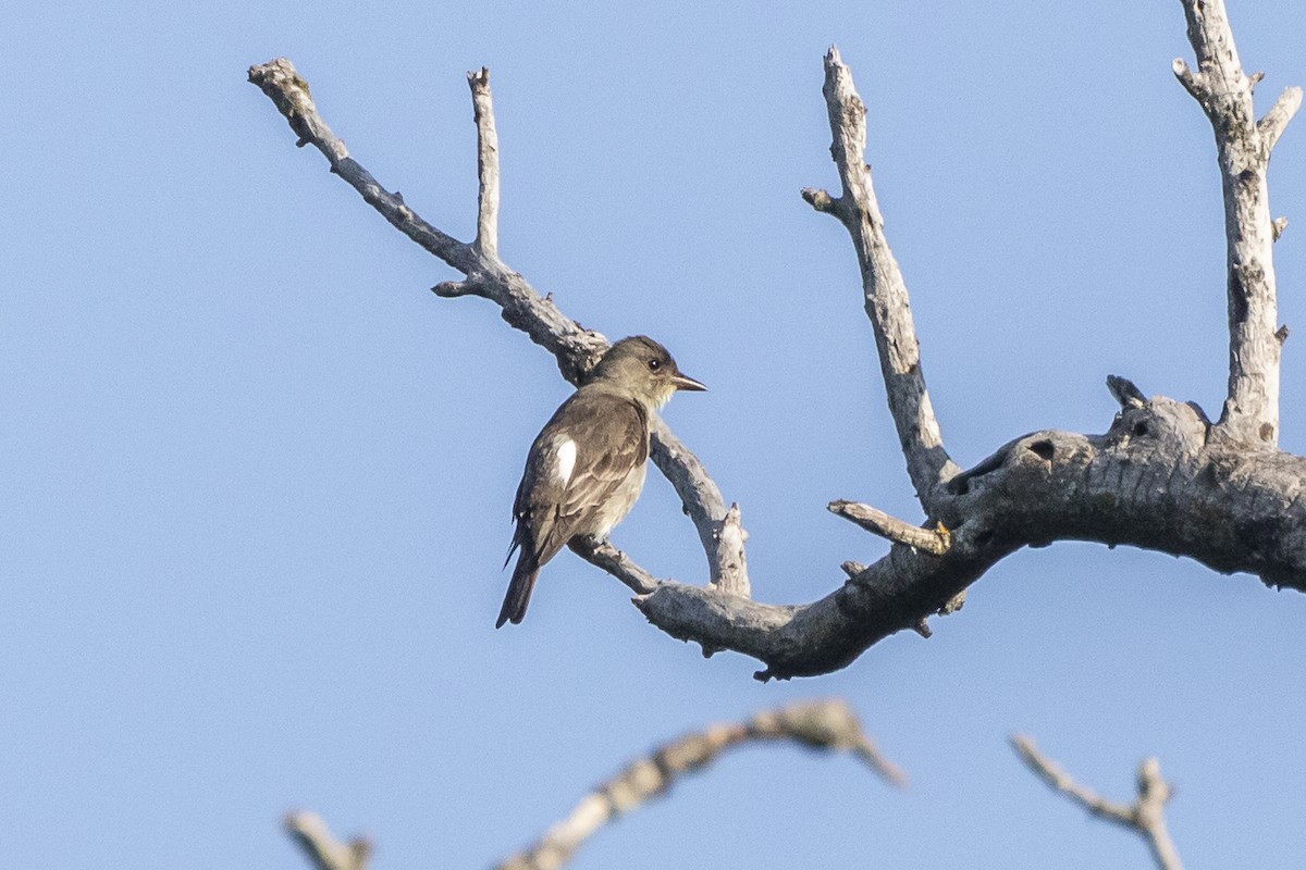 Olive-sided Flycatcher - ML363391301