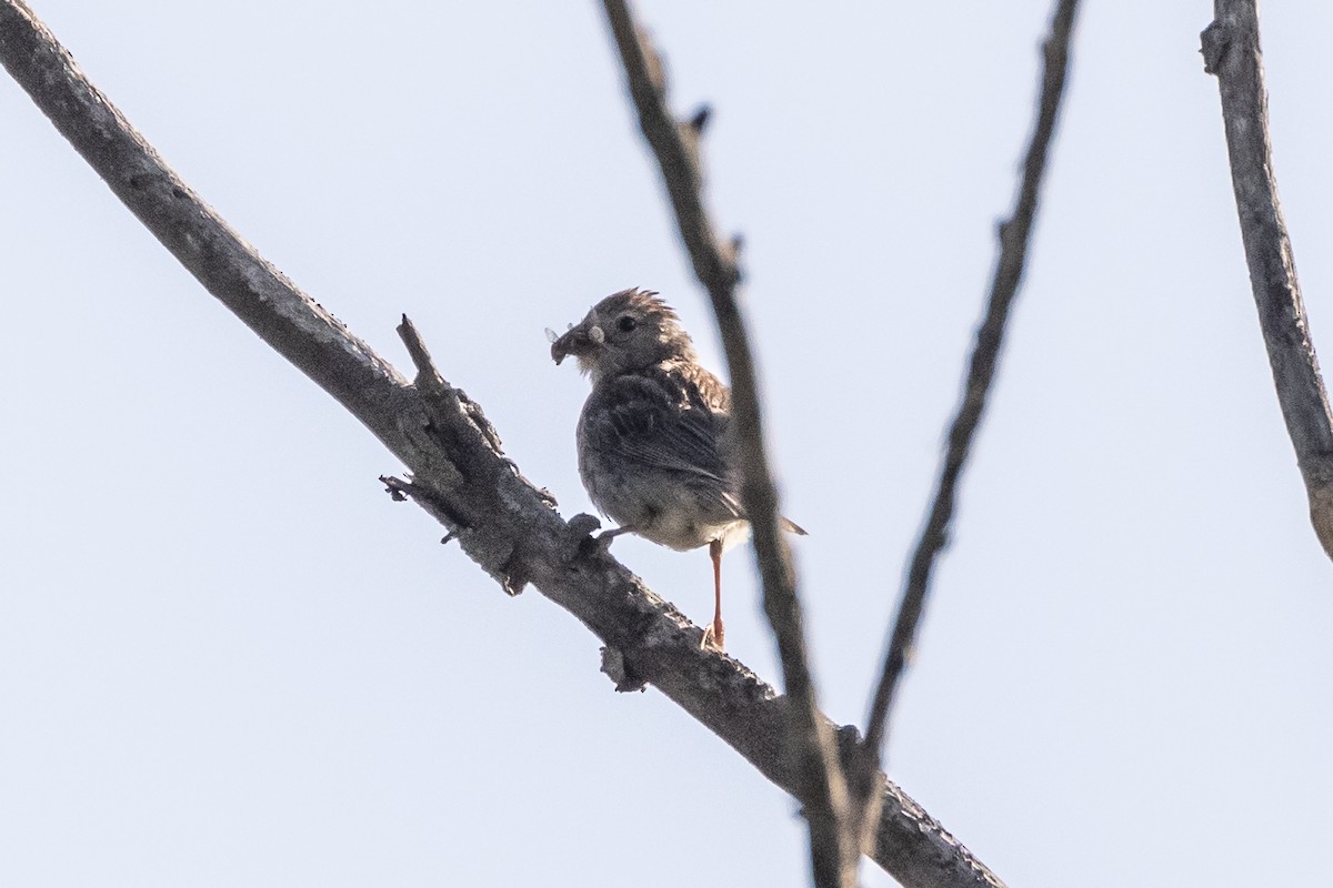 Field Sparrow - ML363394211