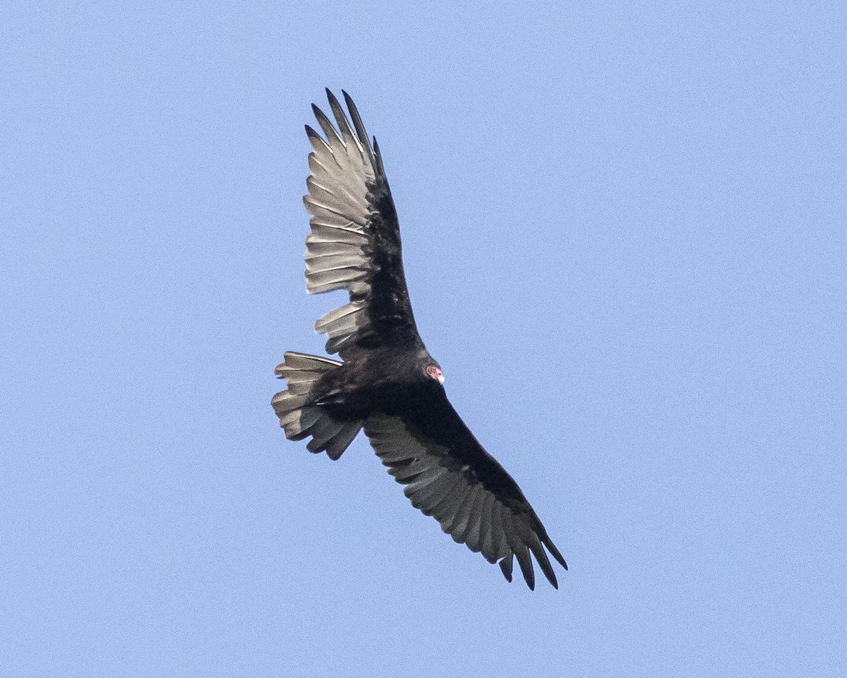 Turkey Vulture - ML363394401