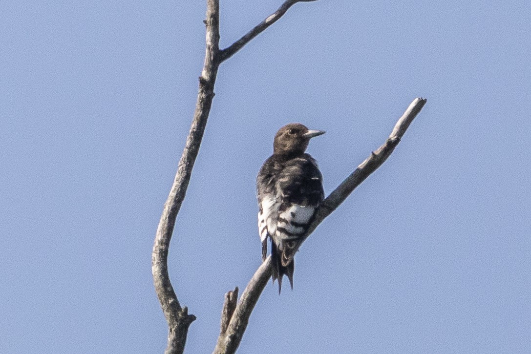 Red-headed Woodpecker - ML363394451