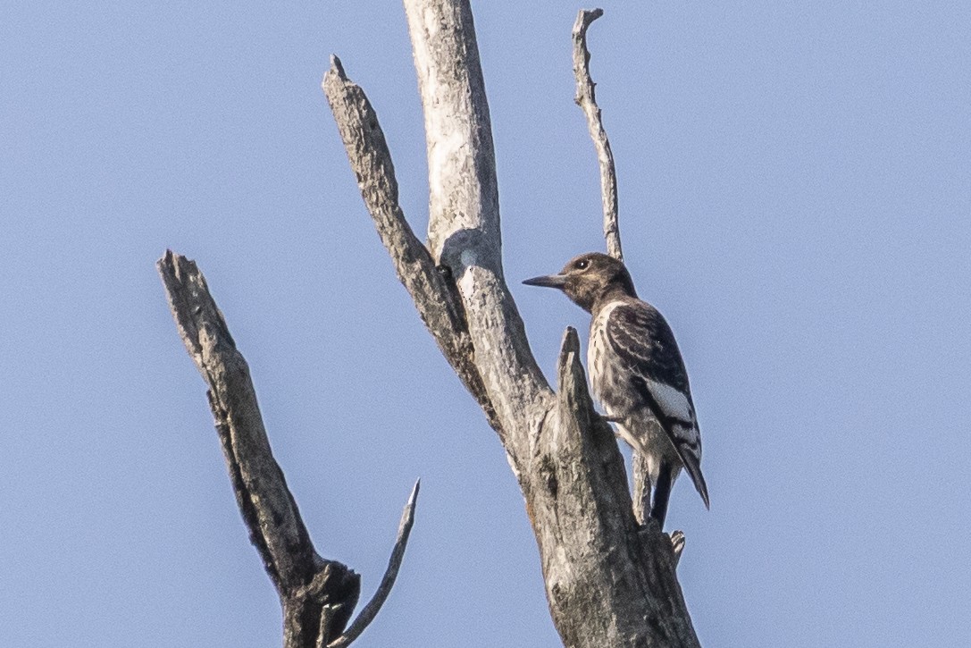 Red-headed Woodpecker - ML363394471