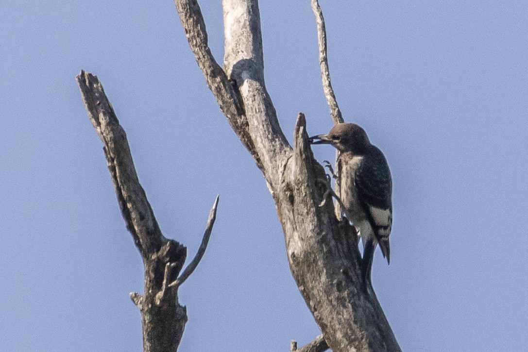 Red-headed Woodpecker - ML363394491