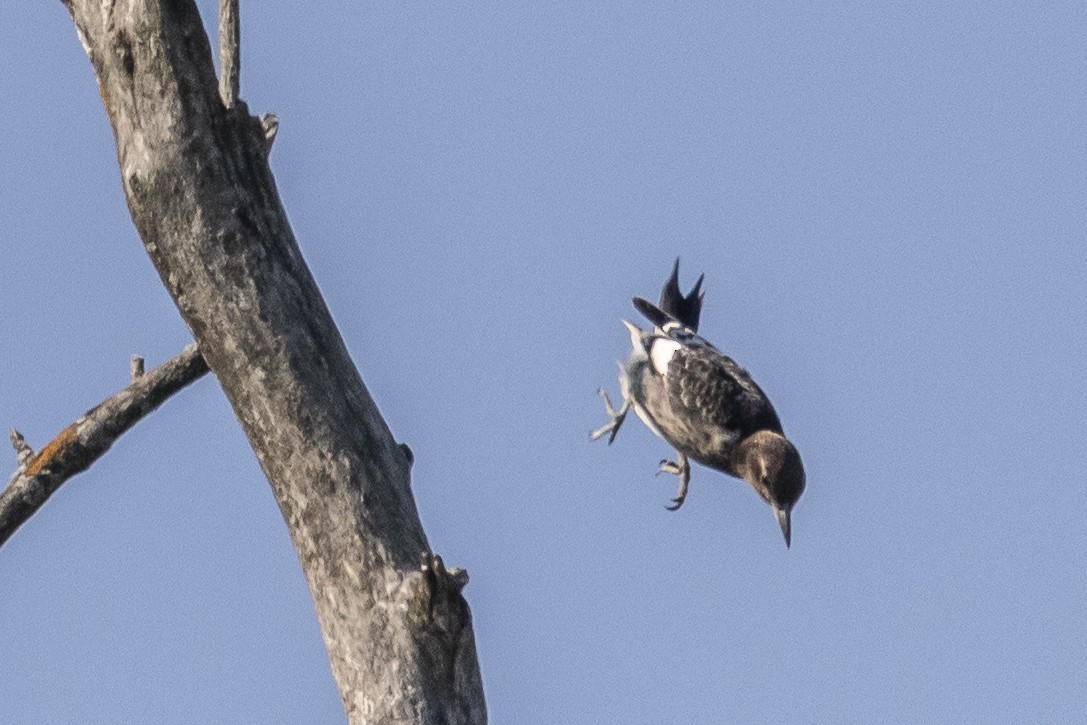 Red-headed Woodpecker - ML363394531