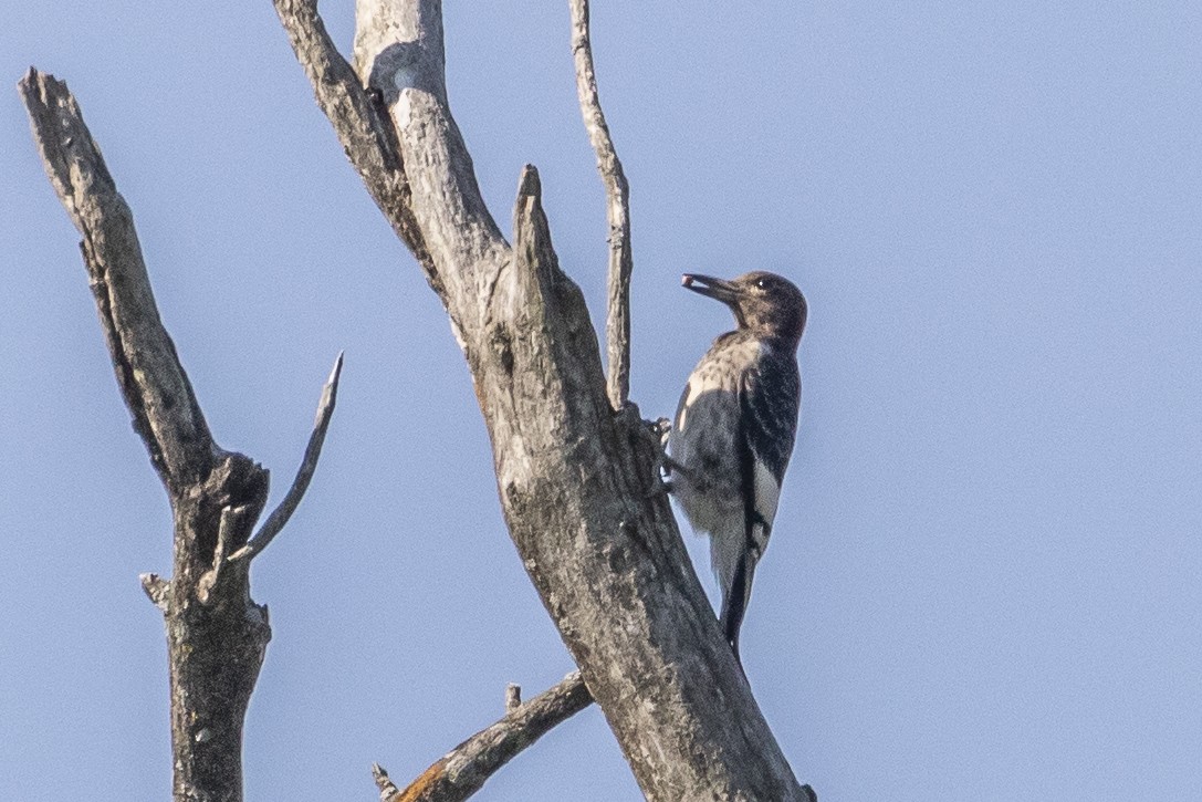 Red-headed Woodpecker - ML363394551
