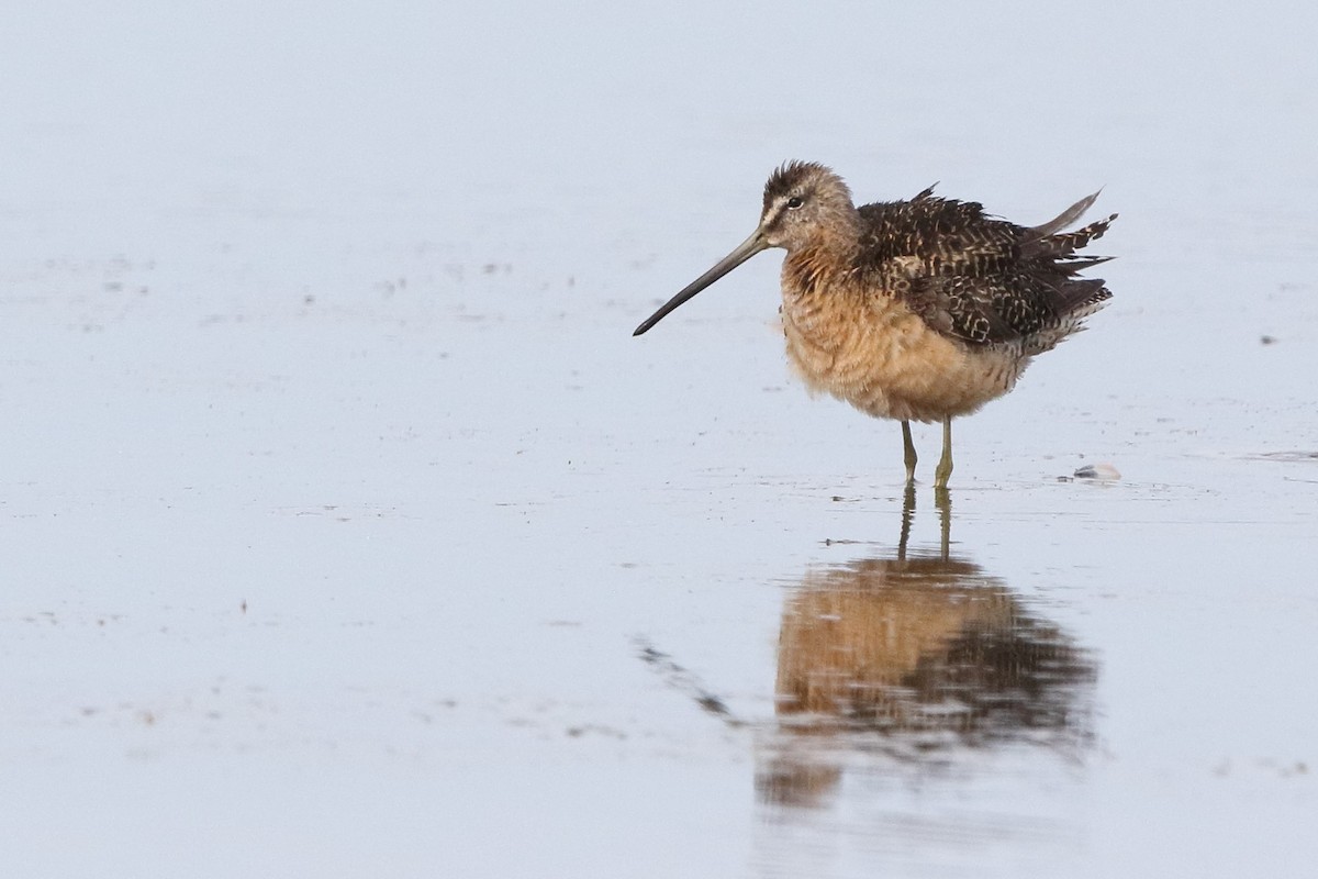 Long-billed Dowitcher - ML363395001