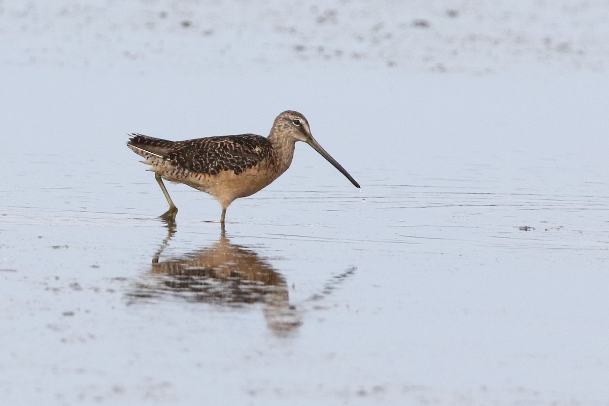Long-billed Dowitcher - ML363395031