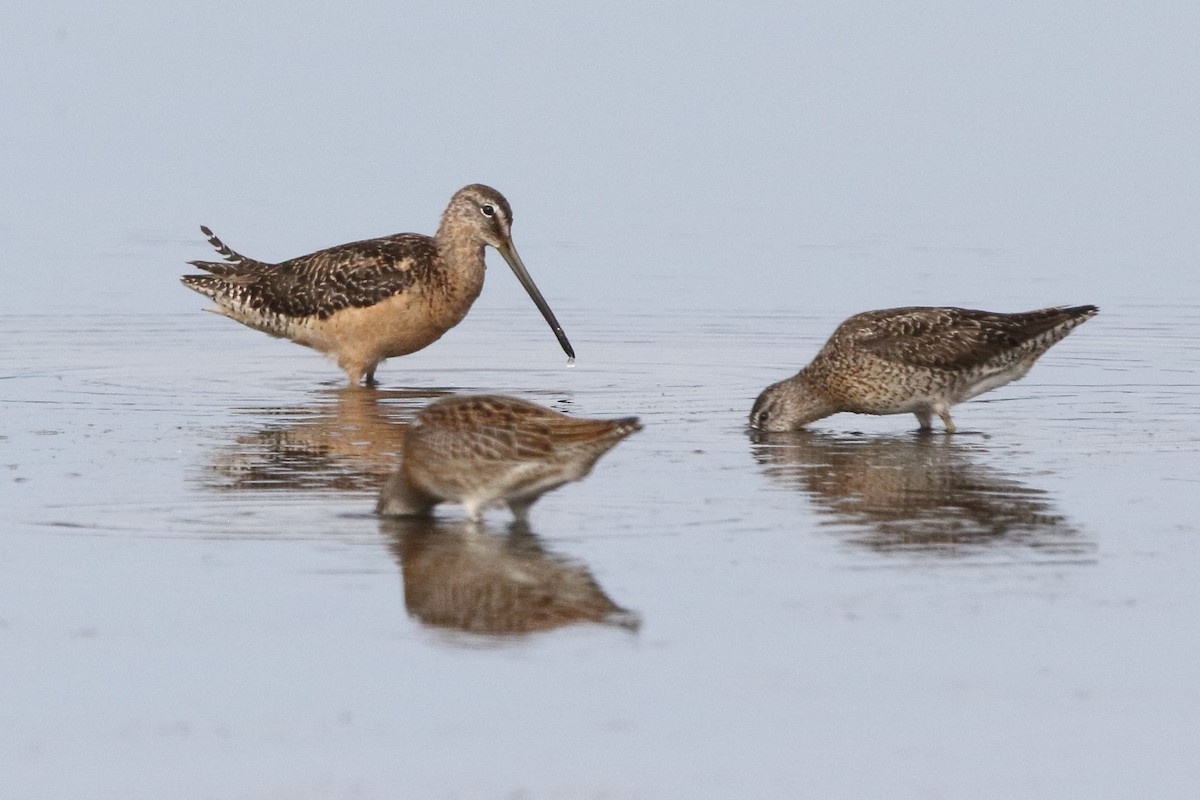 Long-billed Dowitcher - ML363395051