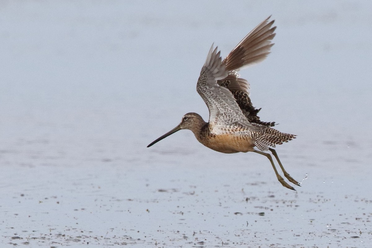 Long-billed Dowitcher - ML363395151