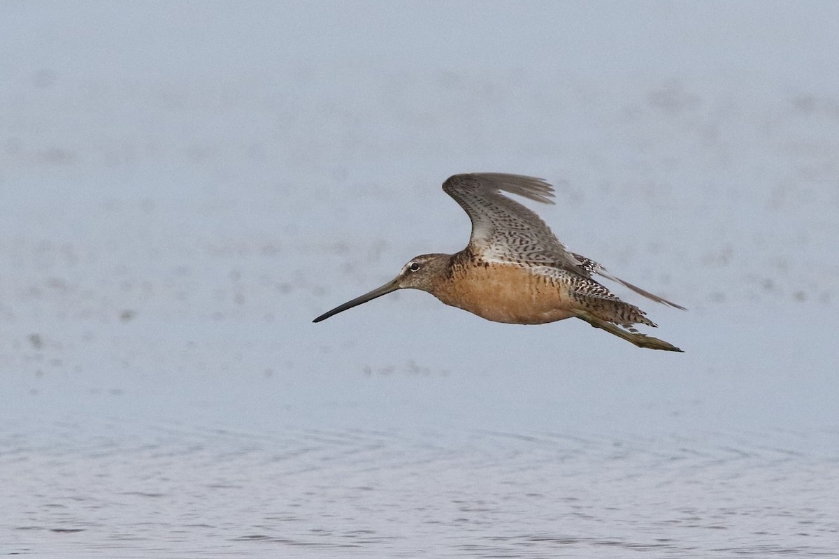 Long-billed Dowitcher - ML363395161
