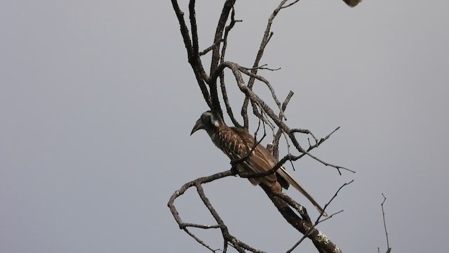 Pale-billed Hornbill - ML363395251