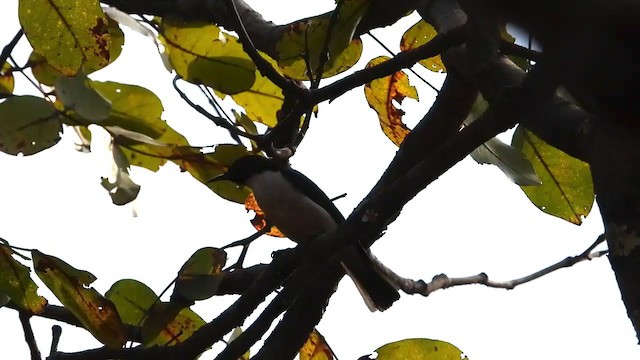 スミレコバシタイヨウチョウ - ML363395411