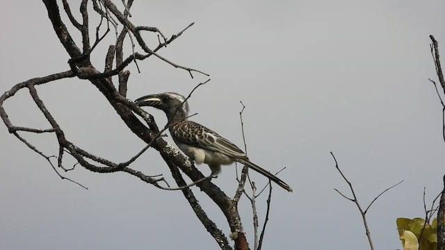 African Gray Hornbill - ML363395421