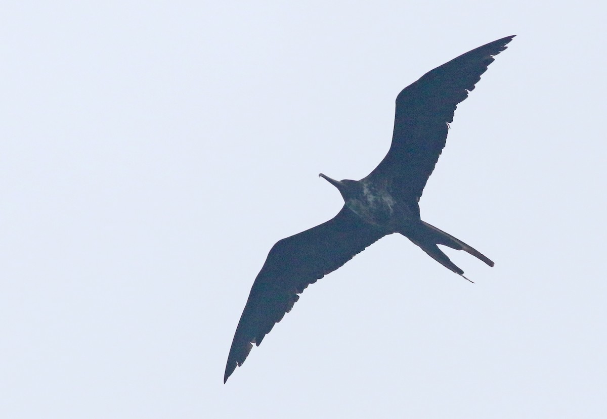 Magnificent Frigatebird - ML363395821