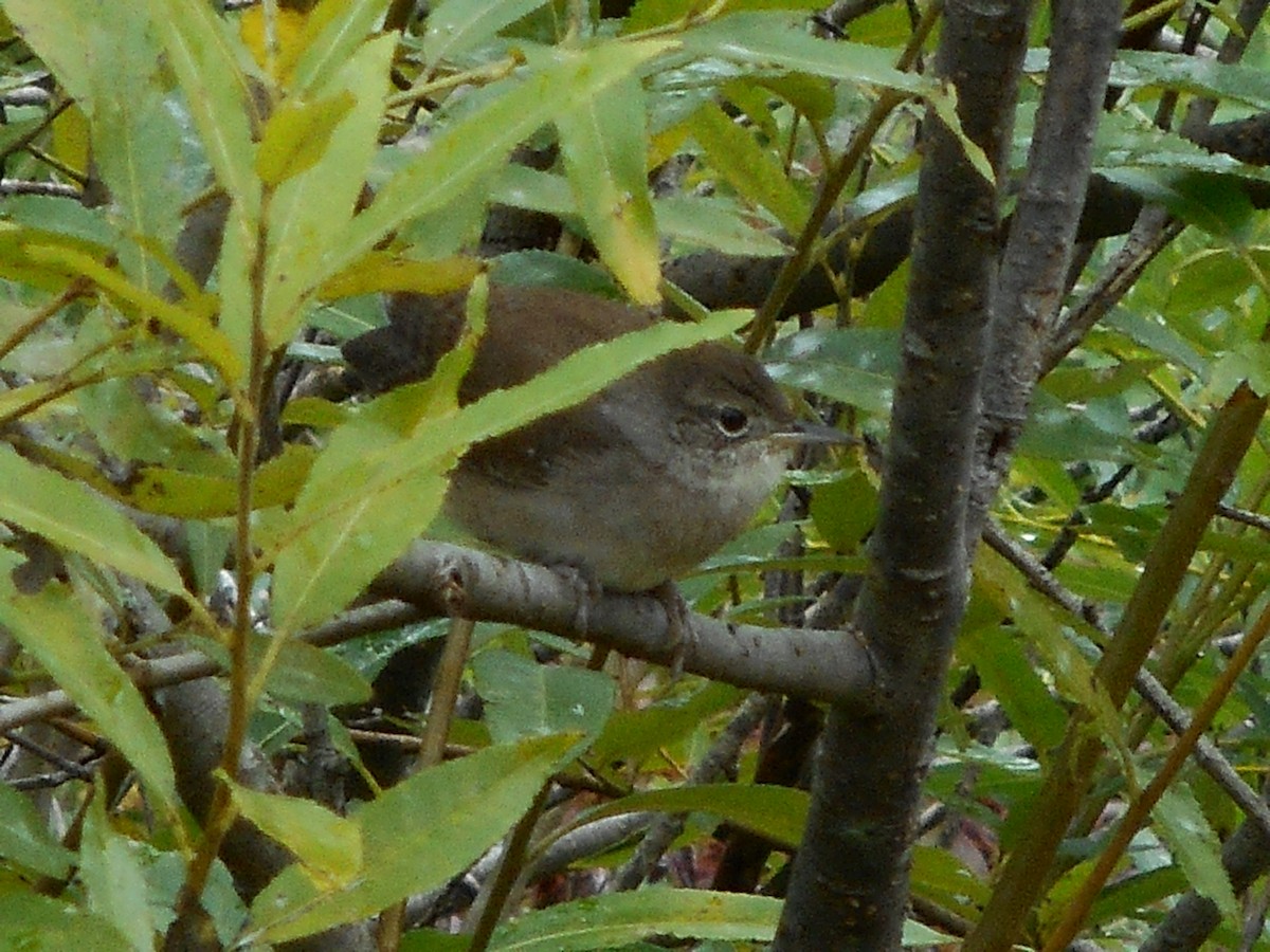 House Wren - ML36339641