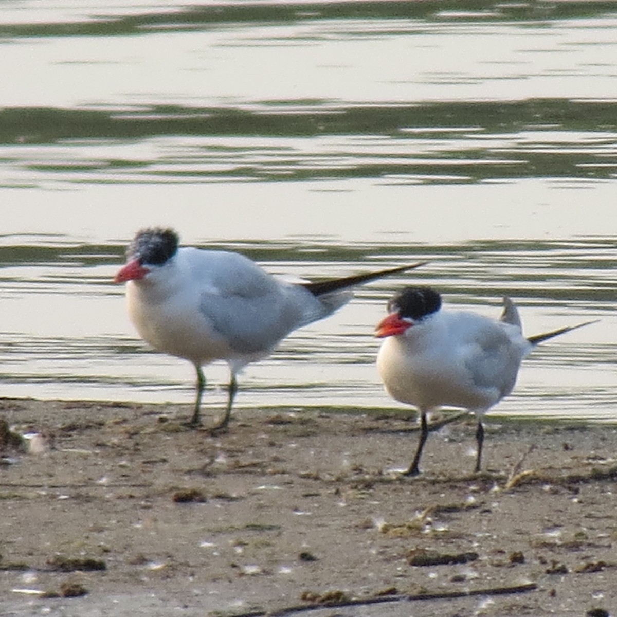 Caspian Tern - ML363396851